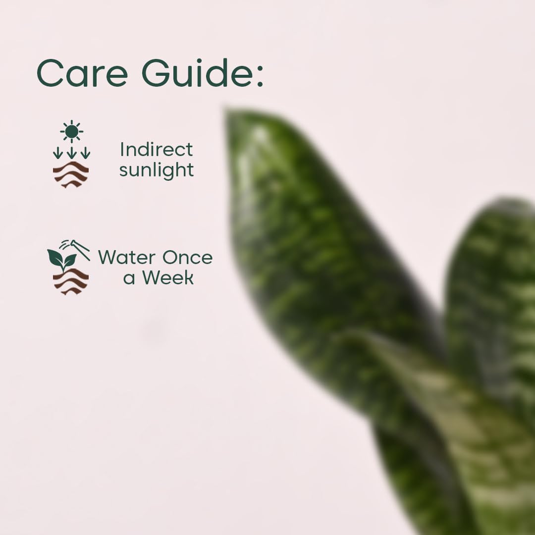 KYARI Sansevieria Green Snake Air Purifier Plant with White Self Watering Pot - Small 4 Inch