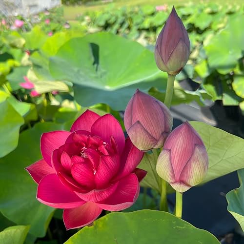 Seeds Ville Live Flowering Plant Pack of 1