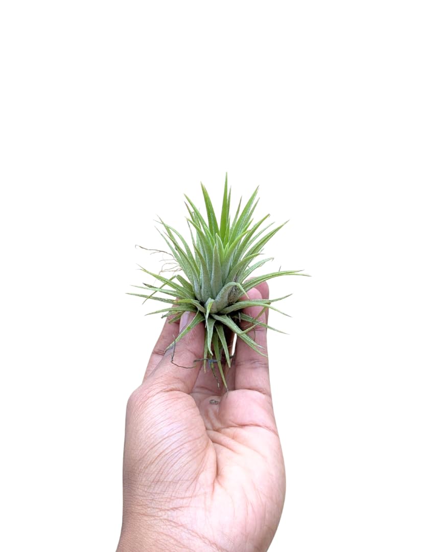 Seeds Ville Tillandsia Ionantha Mexico Air Plant Hardy Indoor Outdoor
