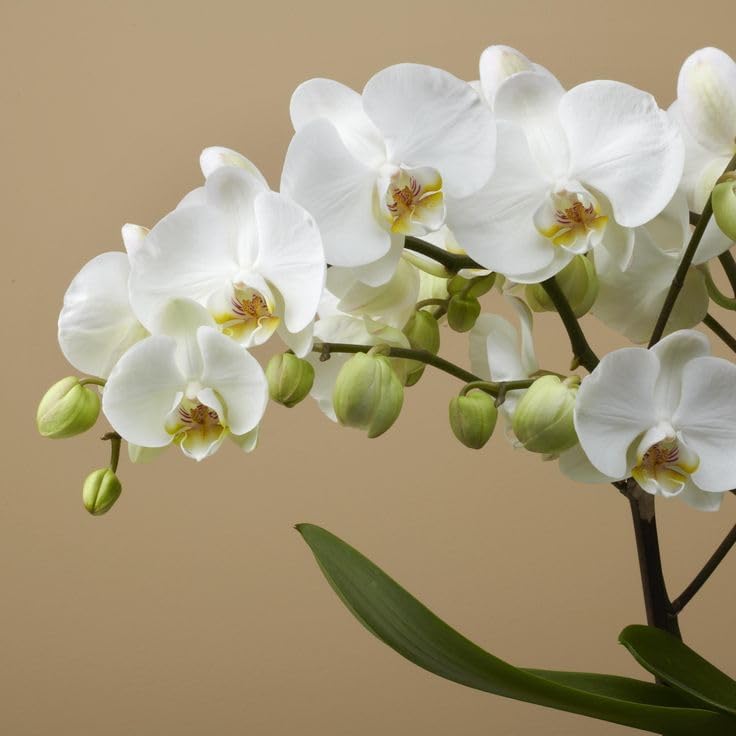 Seeds Ville Dendrobium Orchid Live Flowering Plant
