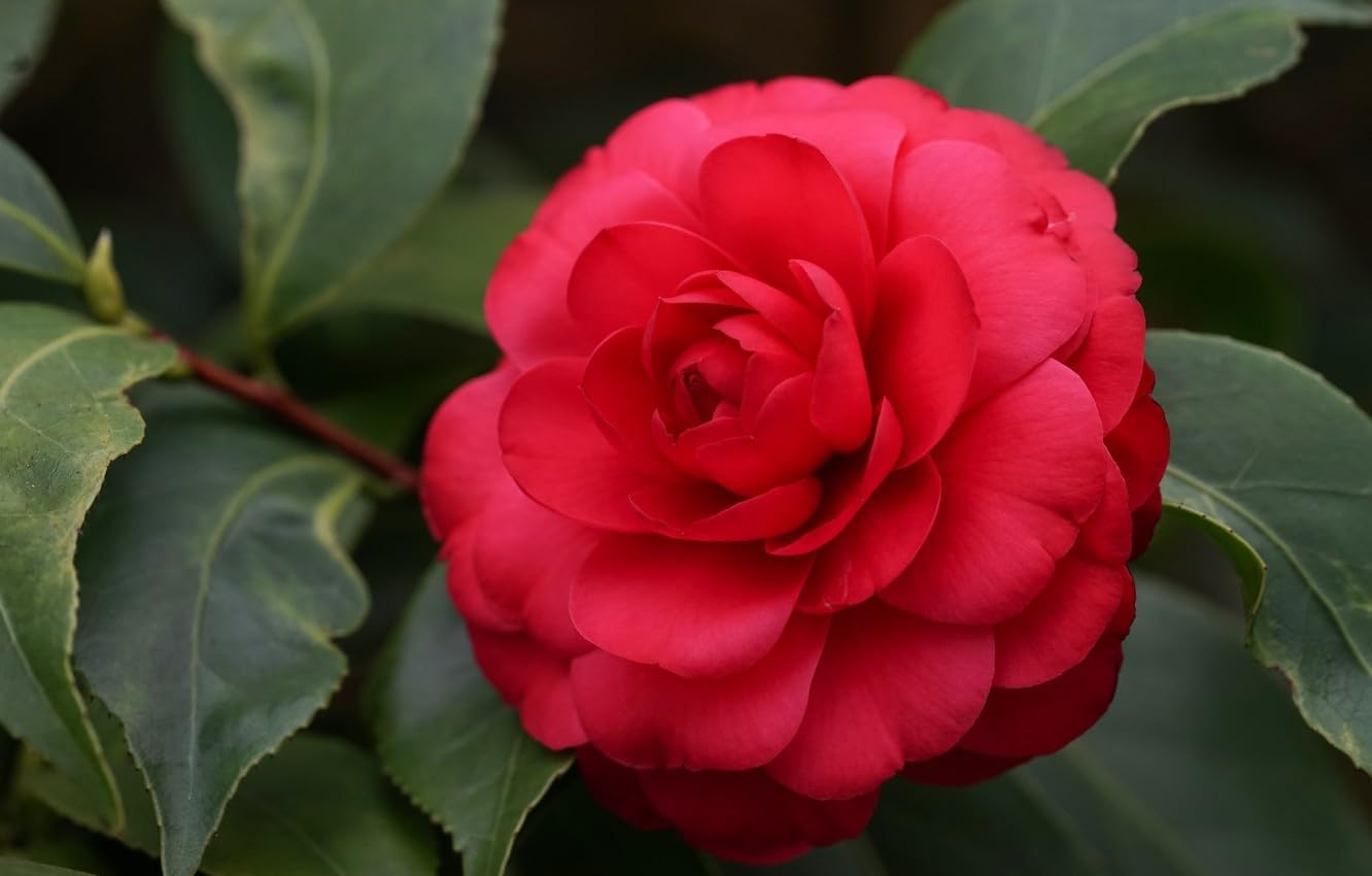 Red Camellia Flower Live Plant (PACK OF-1) Plant Height 1.5 Ft To 2 Ft - Seeds Ville