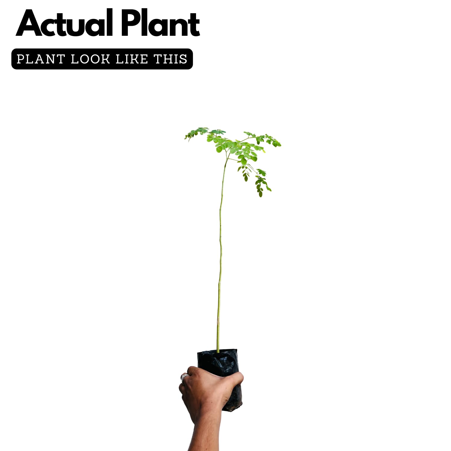 Hug A Plant | Birth Star : Shravishtha|Avittam|Dhanishta (Plant: Muringa-Moringa Oleifera|Prosopis Cineraria|Prosopis Spicigera|Prosopis Juliflora) (Home & Garden)