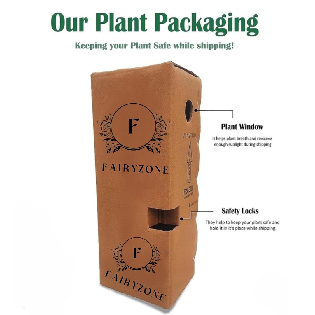 All Seasons Gardenia/Gandharaj Live Plant - Fragrant Blooms Choice for gardens and indoor spaces (With 3 Inch Black Plastic Pot) (Pack Of 1) (Live Flower Plant)