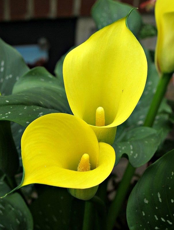 Seeds Ville Calla Lily Flower Bulbs Pack of 2