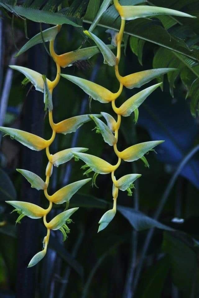 Seeds Ville Heliconia Imported Flower Bulbs Pack of 2