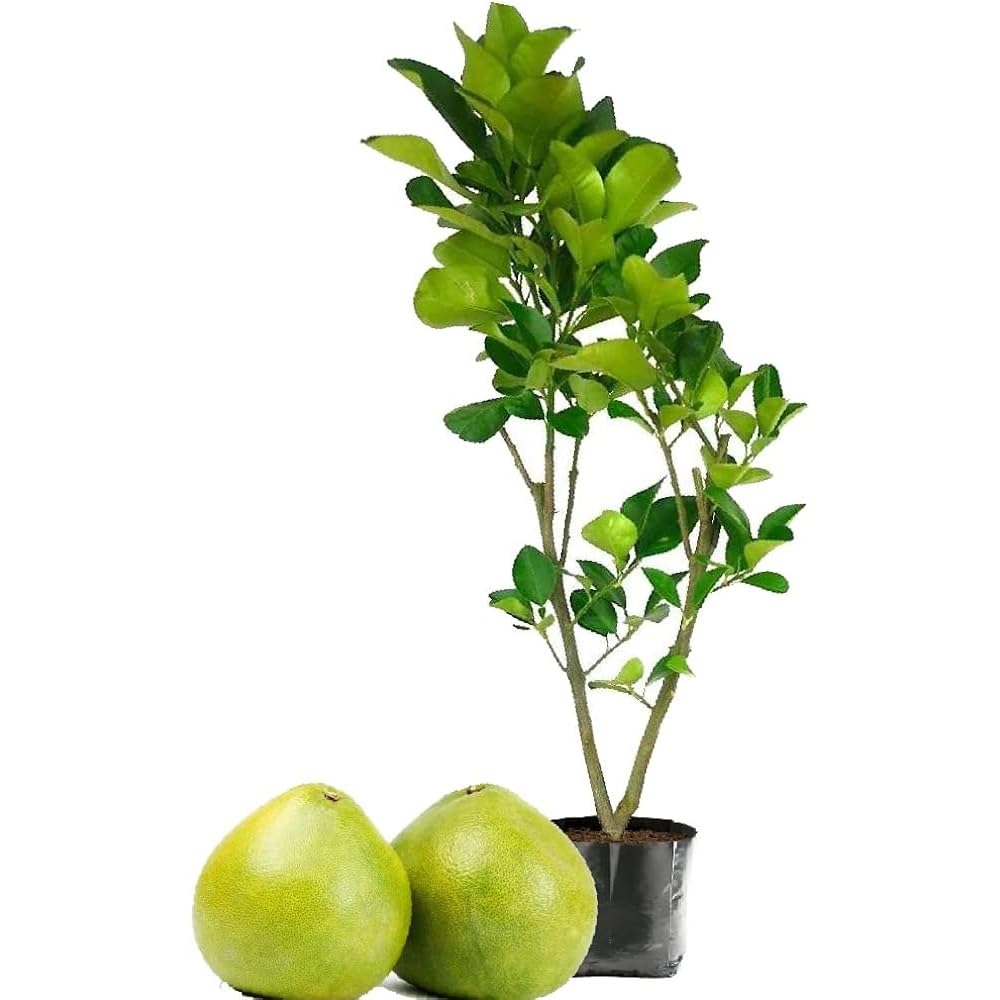 Dishita - Go Green Live Grafted Pomelo Fruit Plant - 2 Feet Height - Also Known As Pomello, Pummelo, Pommelo, Pumelo, Pamplemousse, Lusho Fruit, Jambola - Delicious Homegrown Citrus Tree