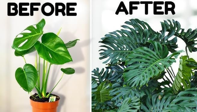 Seeds Ville Monstera Deliciosa Live Plant With Grow Bag Pot