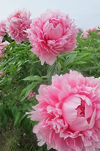 Seeds Ville Peony Flower Bulbs Outdoor Gardening Pack of 1