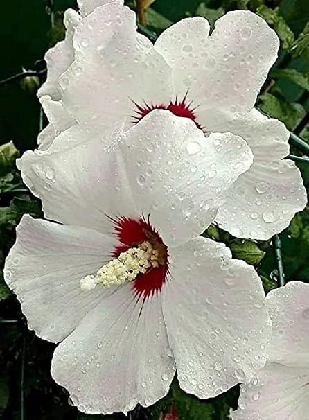 Seeds Ville American Variety Hibiscus Live Flower Plant
