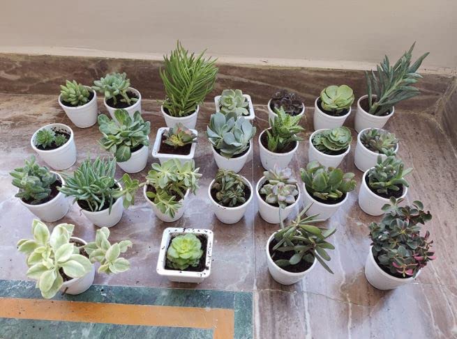 Seeds Ville Assorted Indoor Succulent Plants, Low Maintenance, 25 Pack