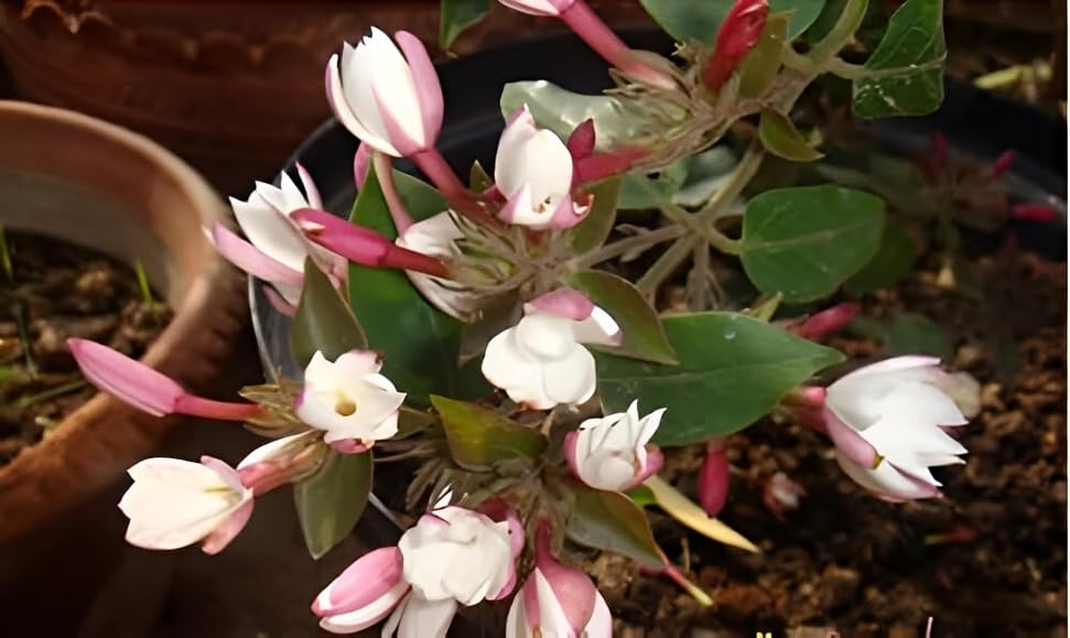 Seeds Ville White Kundo Jasmine Live Plant All Season Flowering