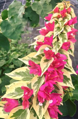Seeds Ville Bougainvillea Live Flowering Plant Pack of 1
