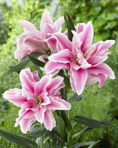 Seeds Ville Oriental Lily Double Flower Bulbs 2 Pack