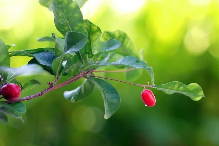 Seeds Ville Miracle Fruit Plant Tropical Natural Taste Changer Live