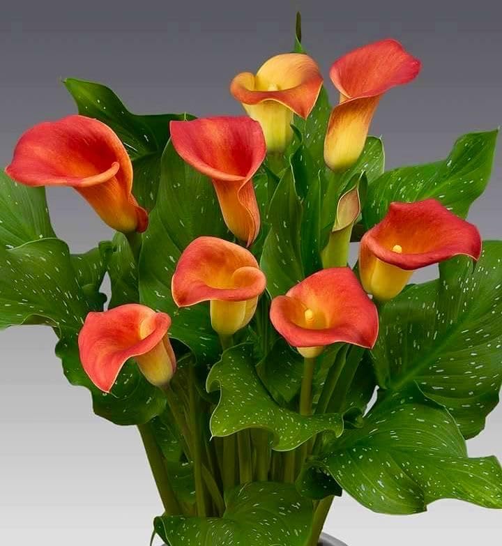 Seeds Ville Calla Lily Flower Bulbs Pack of 2