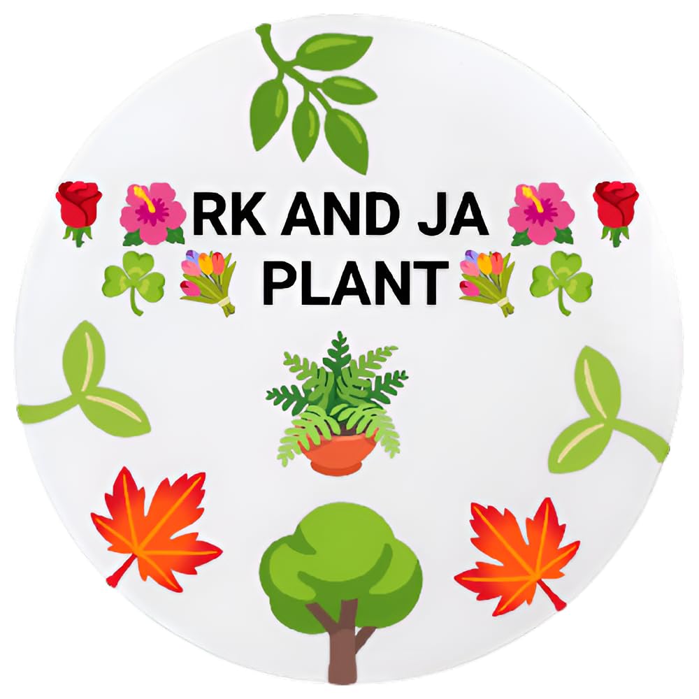 RK and JA Plant* Hybrid & Sweet Sapota/Chiku Fruit Live Plant (Grafted). All time Season & Fruit After 2 Months. (Pack Of - 1)