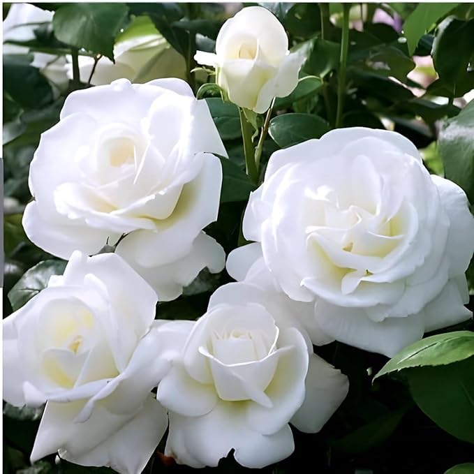 All season"White Rose" GRAFTED Climbing Hybrid Double Petal 1 Healthy Flowering Live plant for Home Garden tree Plant Height 1 feet in Nursery Grow Bag - Seeds Ville