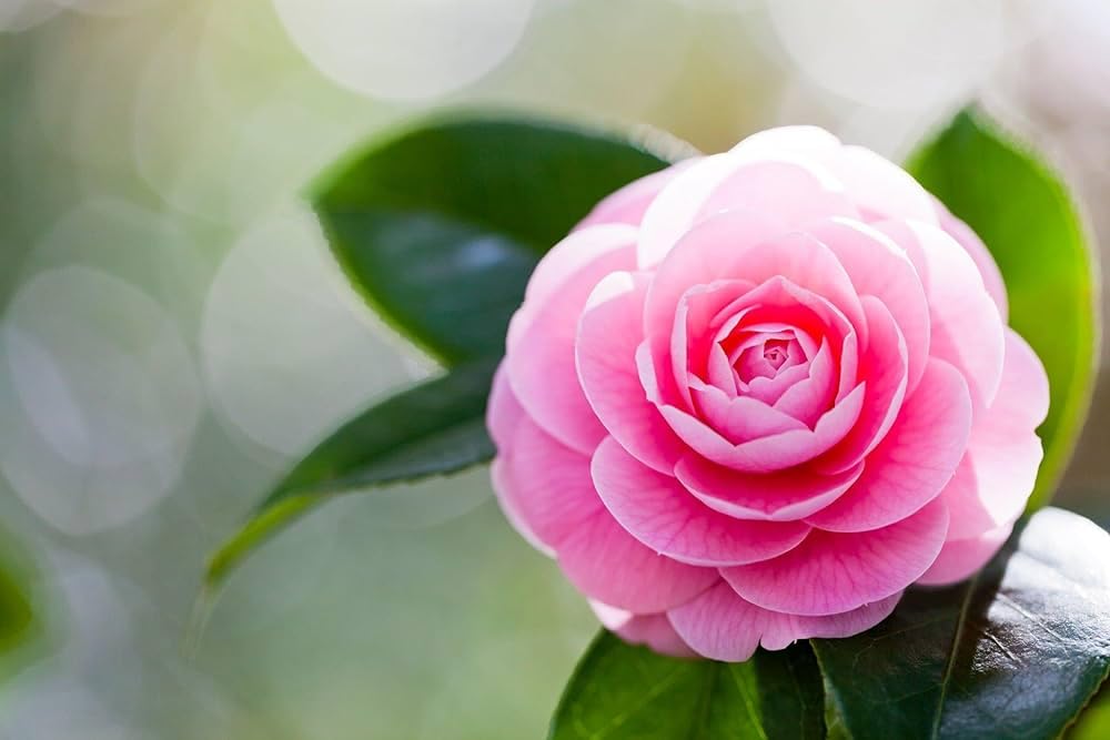 Camelia rose live plant - Seeds Ville