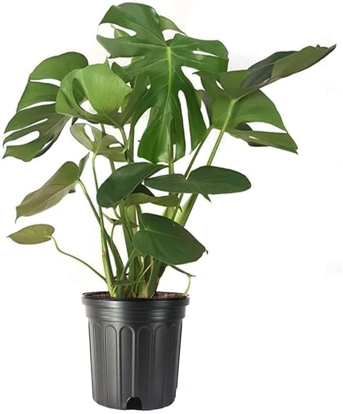 Seeds Ville Monstera Deliciosa Live Plant With Grow Bag Pot