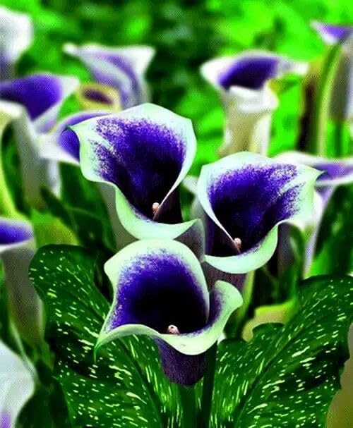 Seeds Ville Calla Lily Flower Bulbs Pack of 2