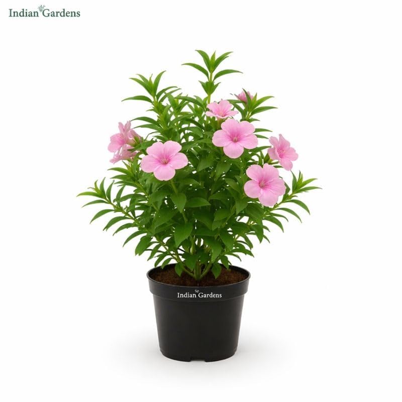 Seeds Ville Light Pink Barleria Cristata Live Plant 15 cm Pot