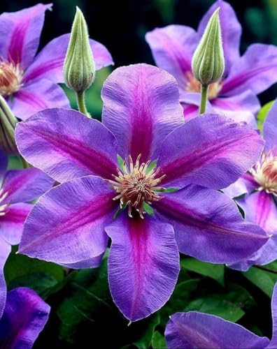 Seeds Ville Clematis Rhizome Bulb Fast Growing Flowering Vine