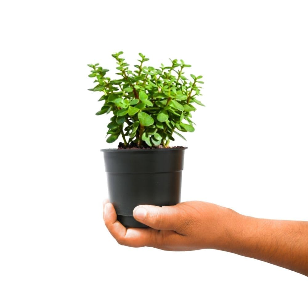 GROWHEAVEN™ Climbing Rose Plant With Pot, Live Fragrant Flowering Creeper for Garden (LIVE ROSE FLOWER PLANT) (ROSE PLANT) - Seeds Ville