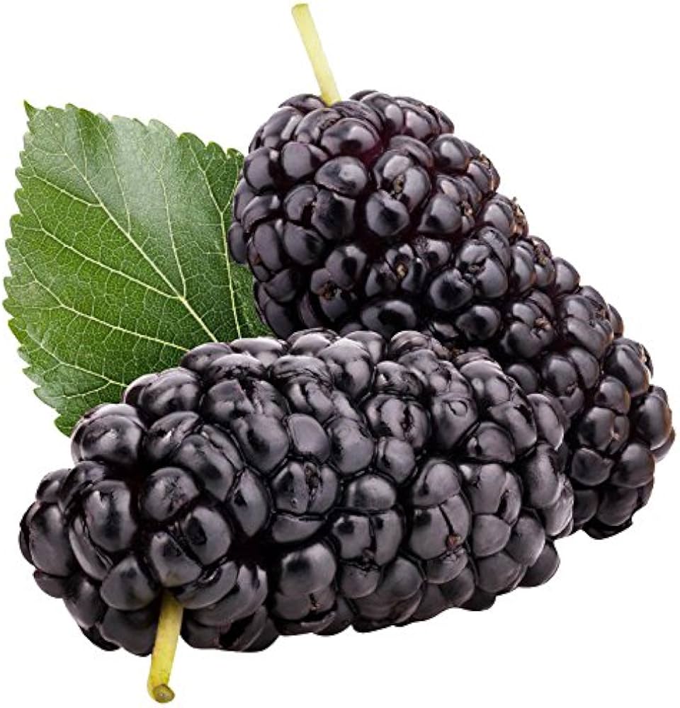 50 SEEDS- Dark Black Mulberry Fruit Seeds - Sahtoot Seeds