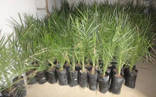 Seeds Ville Hybrid Arabian Date Palm Fruit Tree Plant Outdoor