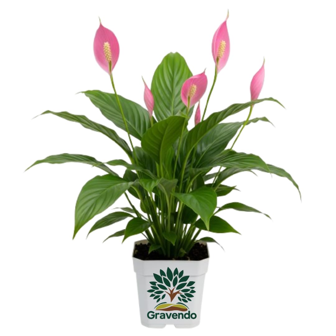 Pink Peace Lily (Spathiphyllum) Live Indoor Plant with Flower Pot For Home Office and Living Room With Pot pack of 1