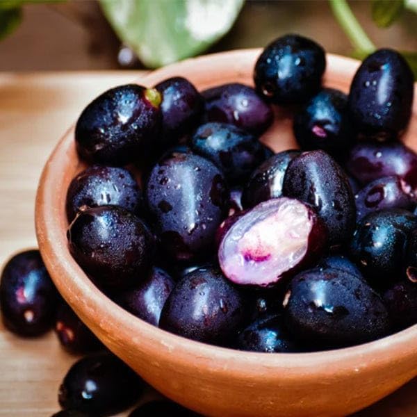 Seeds Ville Rohini Nakshatra Black Jamun Syzygium Cumini Live Plant