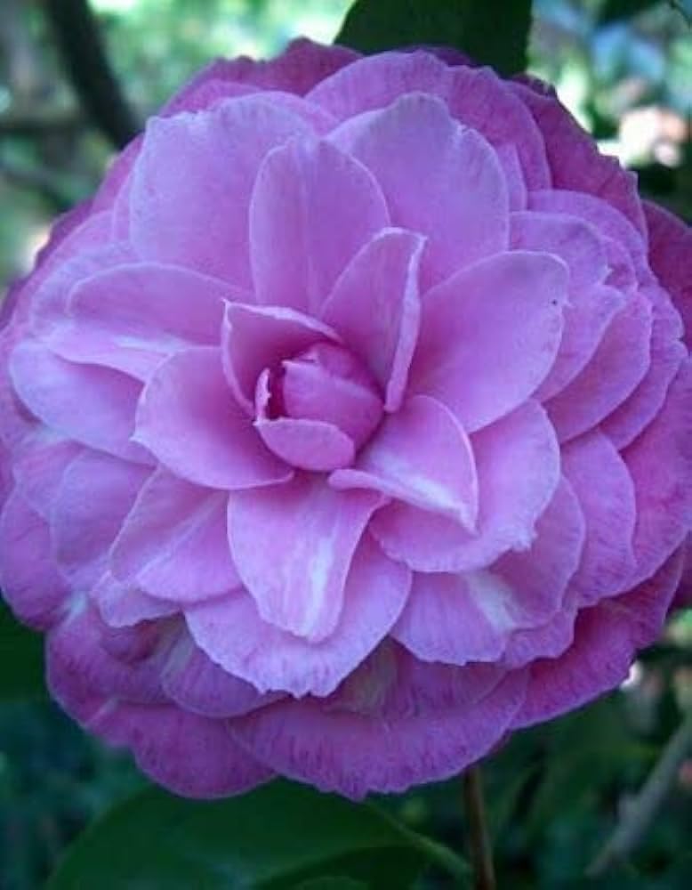Camellia Magic Violet Shi Shi flower plant Rare Hybrid 1.5 Feet to 2 Feet Tree - Seeds Ville