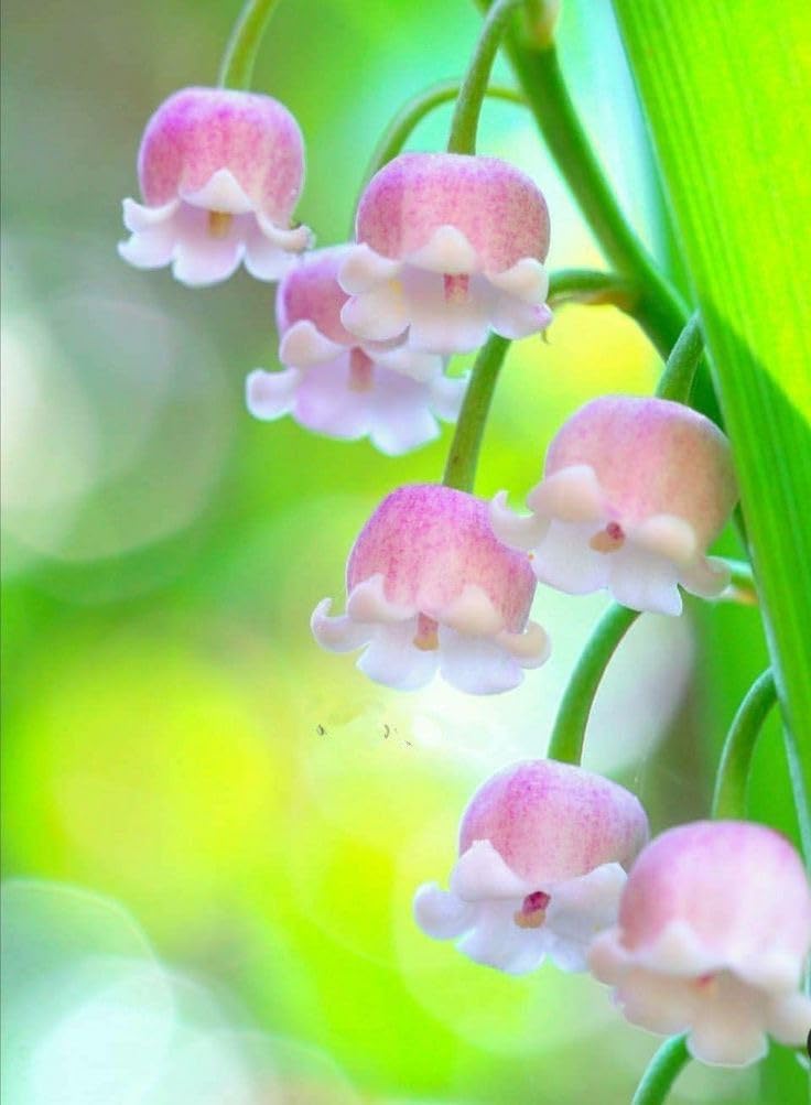 Ritz Farming® Lily Of The Valley Flower Seeds For Your Home and Gardening Pack of 50 to 60 seeds (BLUE)