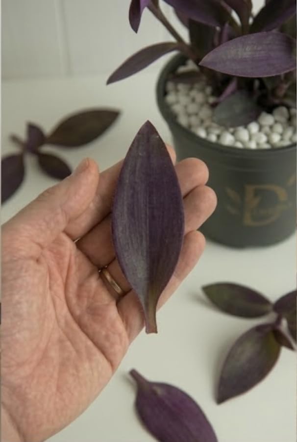 Seeds Ville Purple Heart Live Houseplant in 10 cm Pot