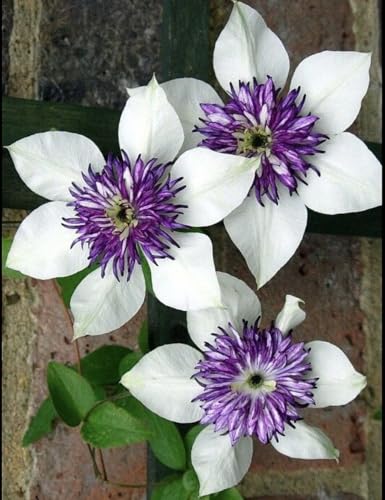 Seeds Ville Clematis Rhizome Bulb Fast Growing Flowering Vine