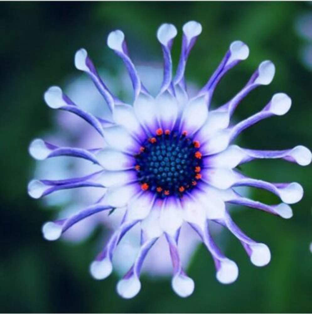 Rare Blue Daisy Colorful Flowers Seeds Garden Plants - 20+ Seeds Pack - Seeds Ville