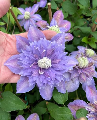 Seeds Ville Clematis Rhizome Bulb Fast Growing Flowering Vine