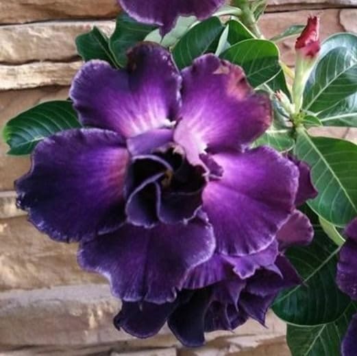 Seeds Ville Violet Grafted Adenium Live Flowering Plant Pack of 1