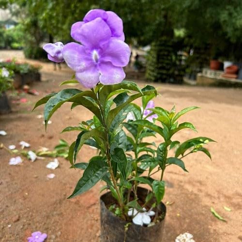 Seeds Ville Yesterday Today Tomorrow Live Fragrant Flower Plant