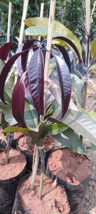 Seeds Ville Blackstone Grafted Mango Fruit Tree Plant Hybrid