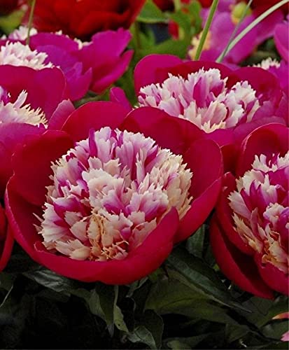 Seeds Ville Peony Flower Bulbs Outdoor Gardening Pack of 1