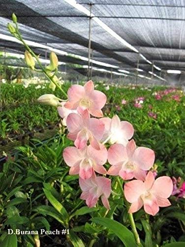 Seeds Ville Burana Peach Dendrobium Orchid Live Plant in Pot