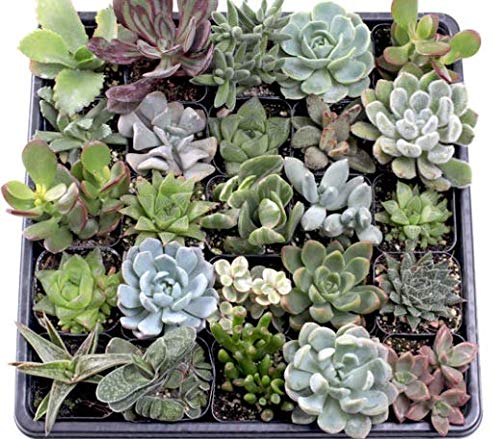 Seeds Ville Assorted Indoor Succulent Plants, Low Maintenance, 25 Pack
