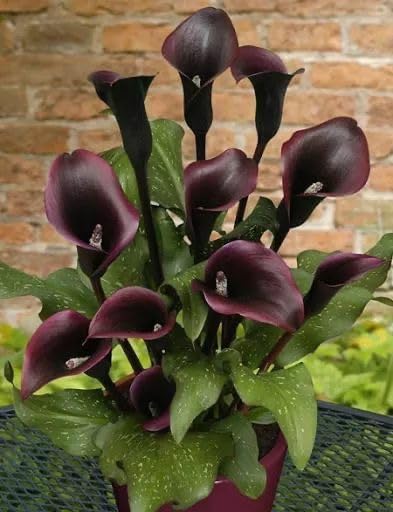 Seeds Ville Calla Lily Flower Bulbs Pack of 2