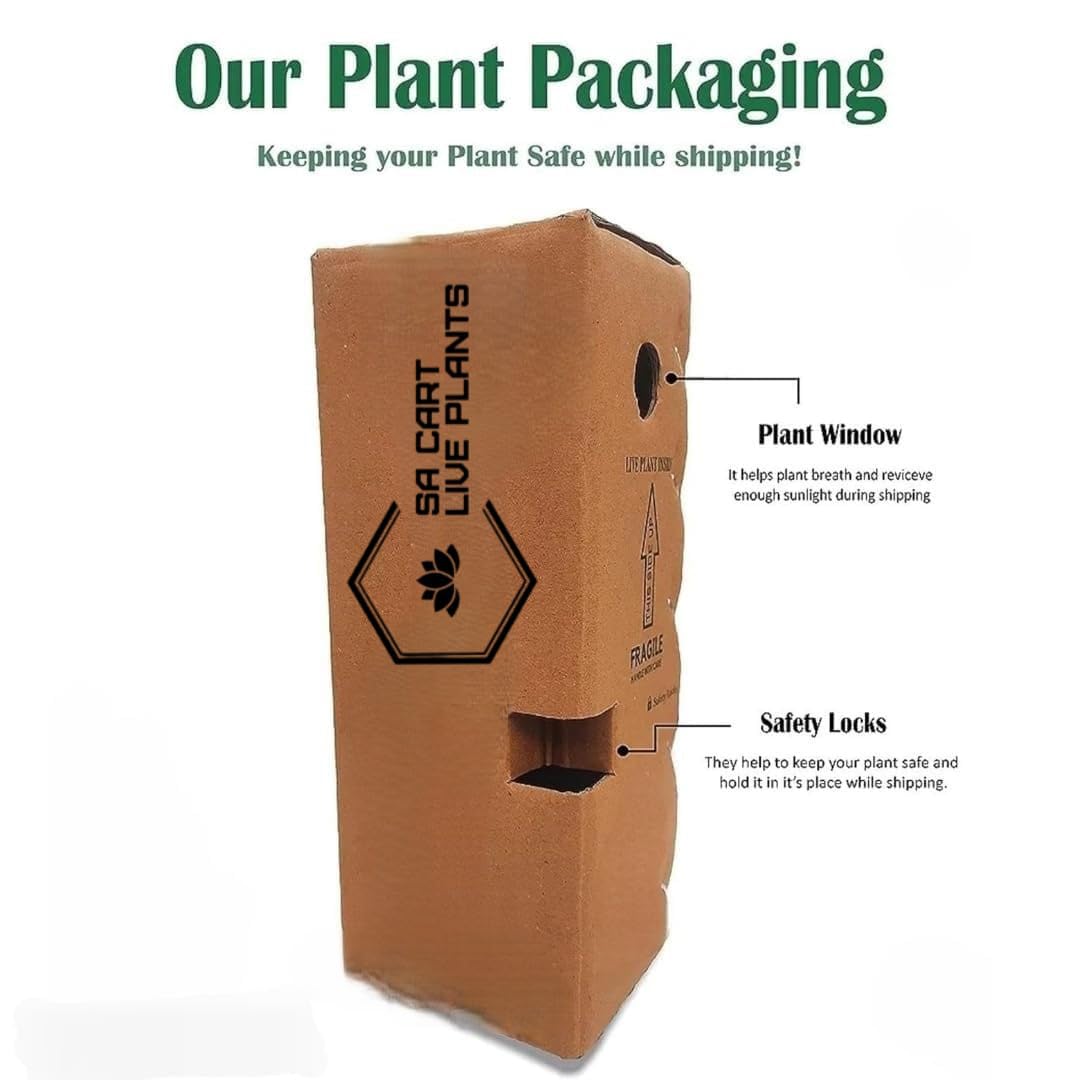 SA CART LIVE Zamioculcas Raven/Black ZZ Plant (Zamioculcas zamiifolia) - Live Plant For Indoor (Home & Garden) With Pot)