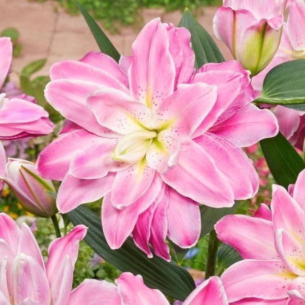 Seeds Ville Oriental Lily Double Flower Bulbs 2 Pack