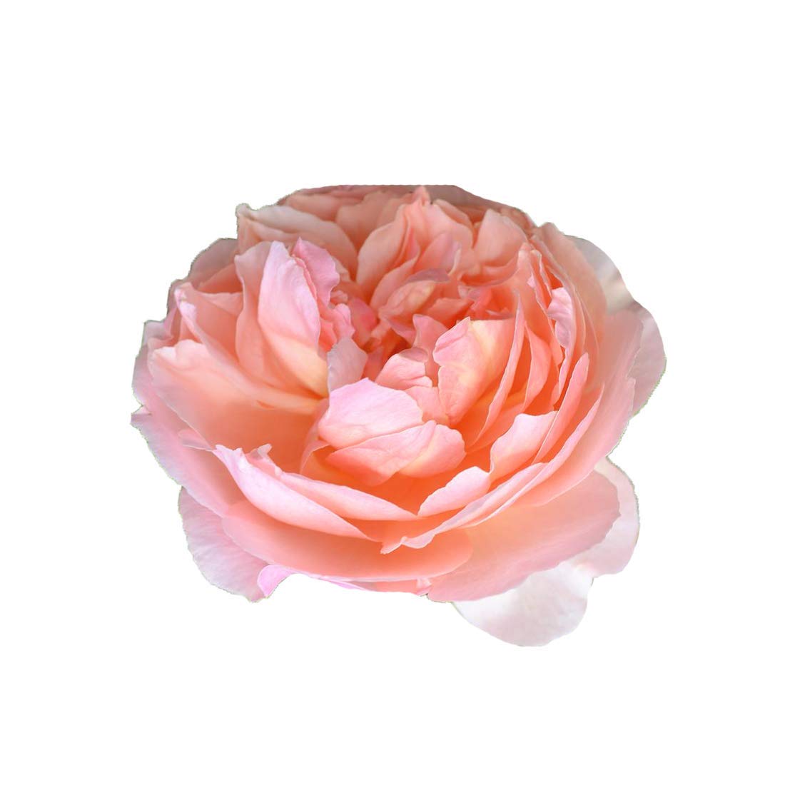 Nema Exotic Double Peony Paeonia Suffruticosa Flower Seeds-Peach-20Pcs