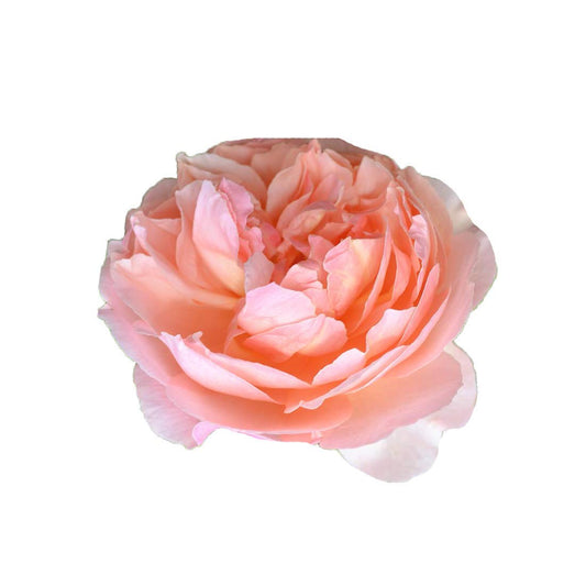 Nema Exotic Double Peony Paeonia Suffruticosa Flower Seeds-Peach-20Pcs