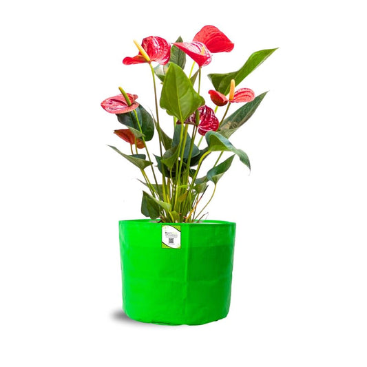 Seeds Ville Round HDPE Gardening Grow Bag