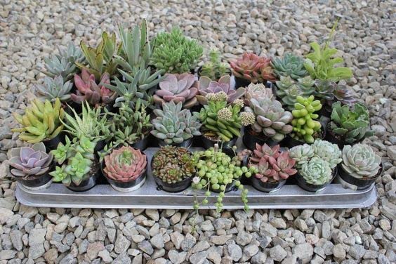 Seeds Ville Assorted Indoor Succulent Plants, Low Maintenance, 25 Pack